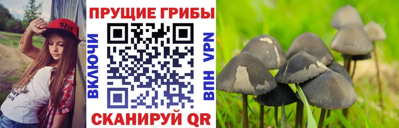 Купить где  Электрогорск  Псилоцибиновые грибы Psilocybine cubensis 